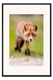 Gerahmter Kunstdruck Fuchsbegegnung