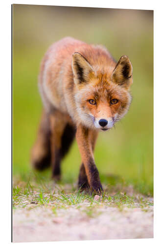 Galleritryck red fox