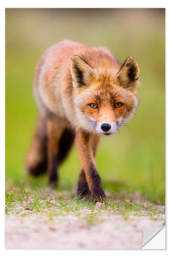 Wandsticker Fuchsbegegnung