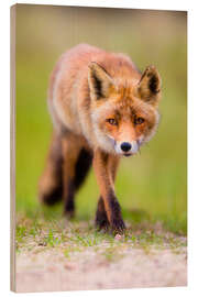 Wood print red fox