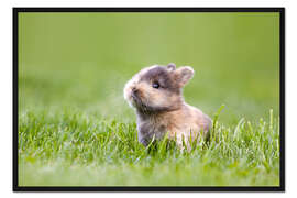 Gerahmter Kunstdruck Kaninchen