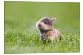 Magnettafel Kaninchen