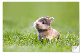 Selvklebende plakat Rabbit