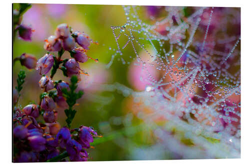 Aluminiumsbilde Morning dew on Erica and spider web