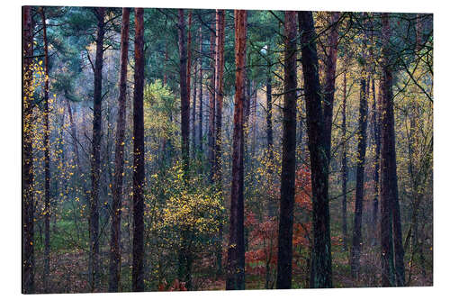 Aluminium print Colorful autumn forest