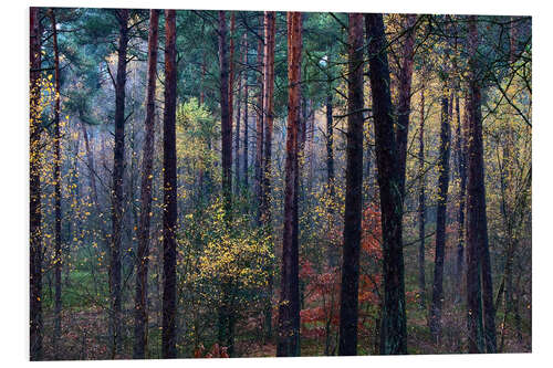 PVC print Colorful autumn forest