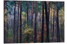 Tableau en plexi-alu Colorful autumn forest