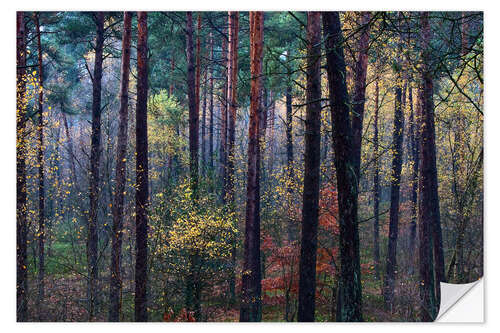 Naklejka na ścianę Colorful autumn forest