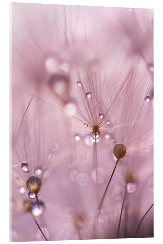 Acrylic print Dewdrops on a dandelion seed