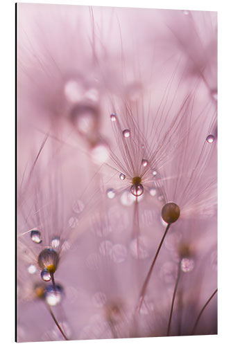 Tableau en aluminium Dewdrops on a dandelion seed