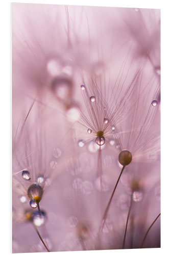 PVC-taulu Dewdrops on a dandelion seed