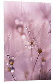 Bilde på skumplate Dewdrops on a dandelion seed