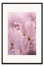 Gerahmter Kunstdruck Tautropfen auf einem Löwenzahnsamen