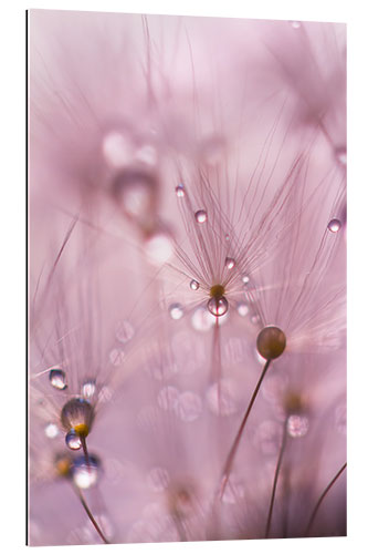 Quadro em plexi-alumínio Dewdrops on a dandelion seed