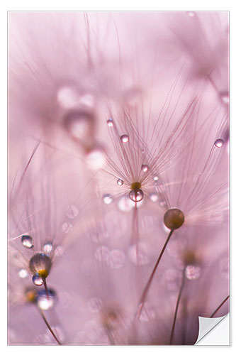 Selvklebende plakat Dewdrops on a dandelion seed