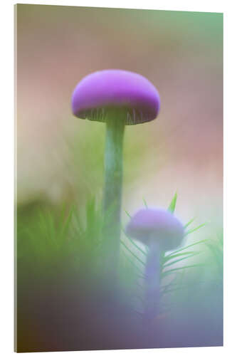 Quadro em acrílico Soft macro of two purple mushrooms