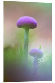Acrylglas print Soft macro of two purple mushrooms