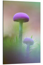 Print på aluminium Soft macro of two purple mushrooms
