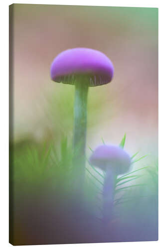 Stampa su tela Soft macro of two purple mushrooms