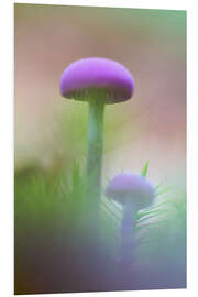 Tableau en PVC Soft macro of two purple mushrooms