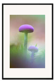 Gerahmter Kunstdruck Weiches Makro von zwei purpurroten Pilzen