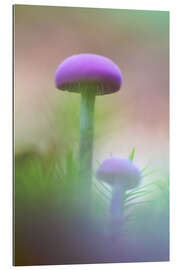 Gallery print Soft macro of two purple mushrooms