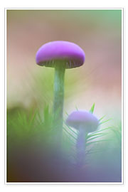 Wall print  Soft macro of two purple mushrooms - Mark Scheper