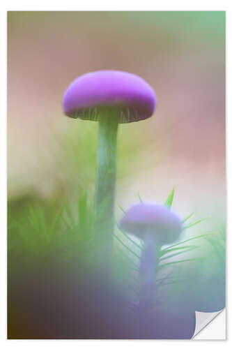 Adesivo murale Soft macro of two purple mushrooms