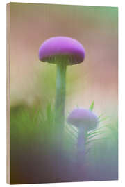 Obraz na drewnie Soft macro of two purple mushrooms