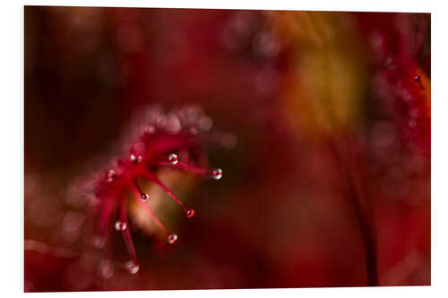 Tableau en PVC Sundew macro