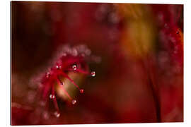 Gallery print Sundew macro