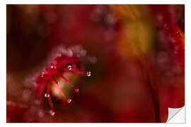 Selvklebende plakat Sundew macro