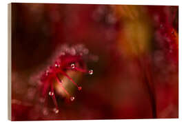 Wood print Sundew macro