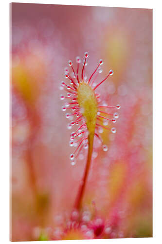 Acrylic print Sundew macro