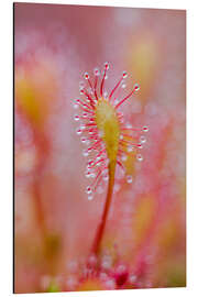 Magnettafel Sonnentau Makro