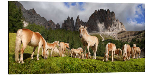 Aluminium print Haflinger horses in a meadow in front of the Rosengarten Mountains