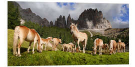 Foam board print Haflinger horses in a meadow in front of the Rosengarten Mountains