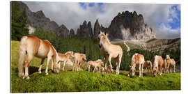 Galleritryk Haflinger horses in a meadow in front of the Rosengarten Mountains