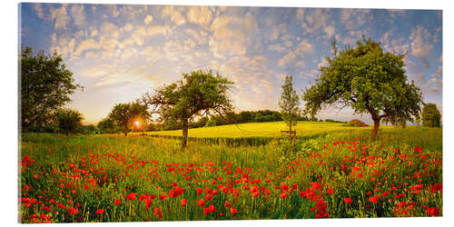 Acrylic print Poppy meadow at sunset