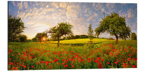 Alubild Mohnblumen in Wiese mit Obstbäumen bei Sonnenuntergang