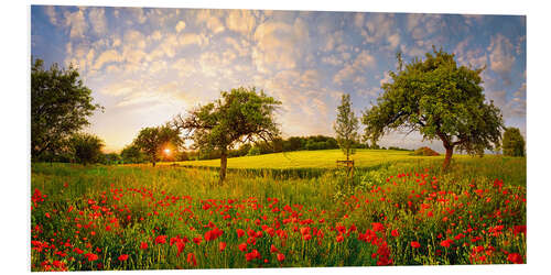 Tableau en PVC Champ de coquelicots au coucher du soleil