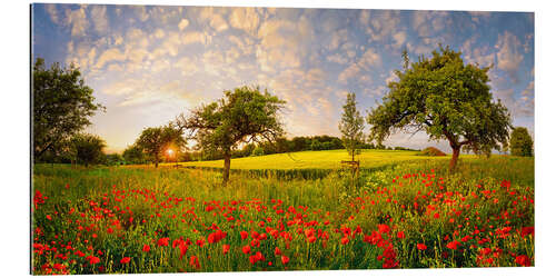 Gallery print Poppy meadow at sunset