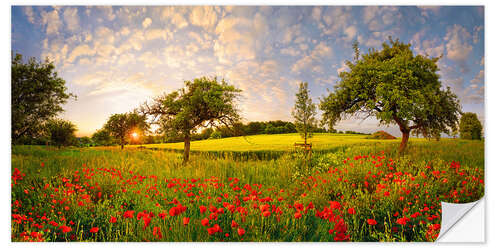 Wall sticker Poppy meadow at sunset