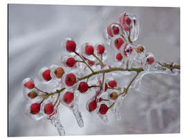 Tableau en aluminium Baies d'églantier recouvertes de glace