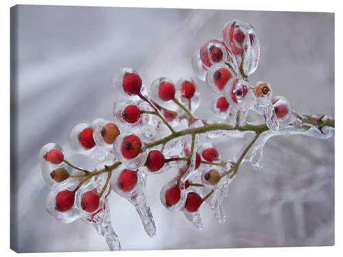 Lerretsbilde Rosehip covered with ice