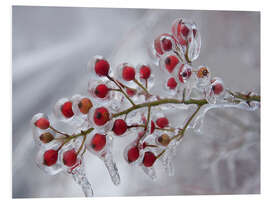 Foam board print Rosehip Covered with Ice