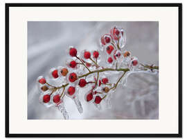 Gerahmter Kunstdruck Hagebutte bedeckt mit Eis