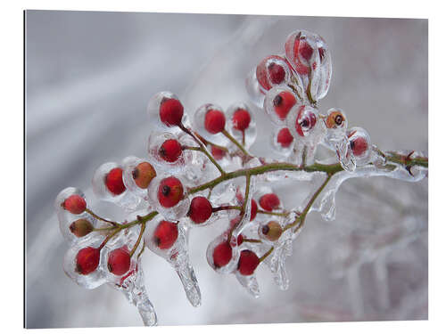 Galleritryk Rosehip covered with ice