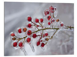 Galleritryk Rosehip covered with ice