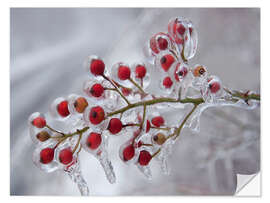 Selvklebende plakat Rosehip covered with ice